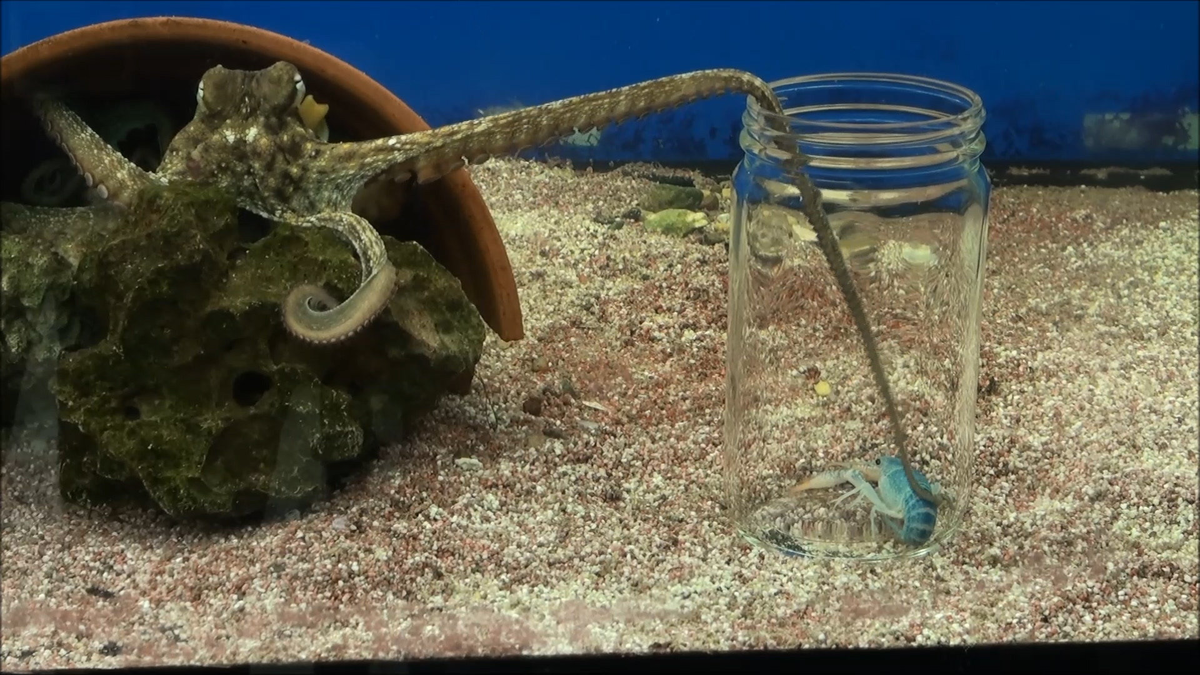 Осьминог тянется за креветкой (взято из интернета)