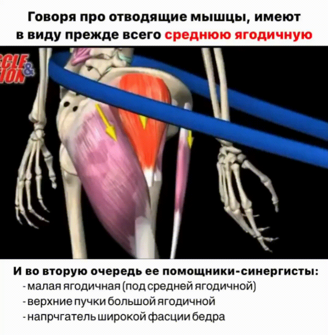 Слабость средней ягодичной - причина перекоса таза