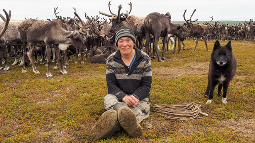 Зачем оленеводы кастрируют быков. Жизнь в тундре. Крайний Север. Ямал ...