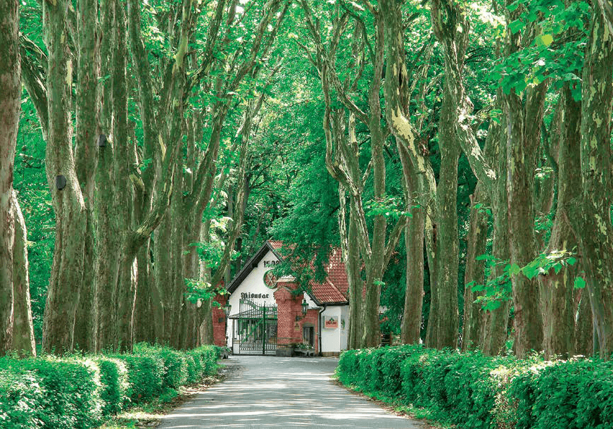 фото pivo-platan.cz