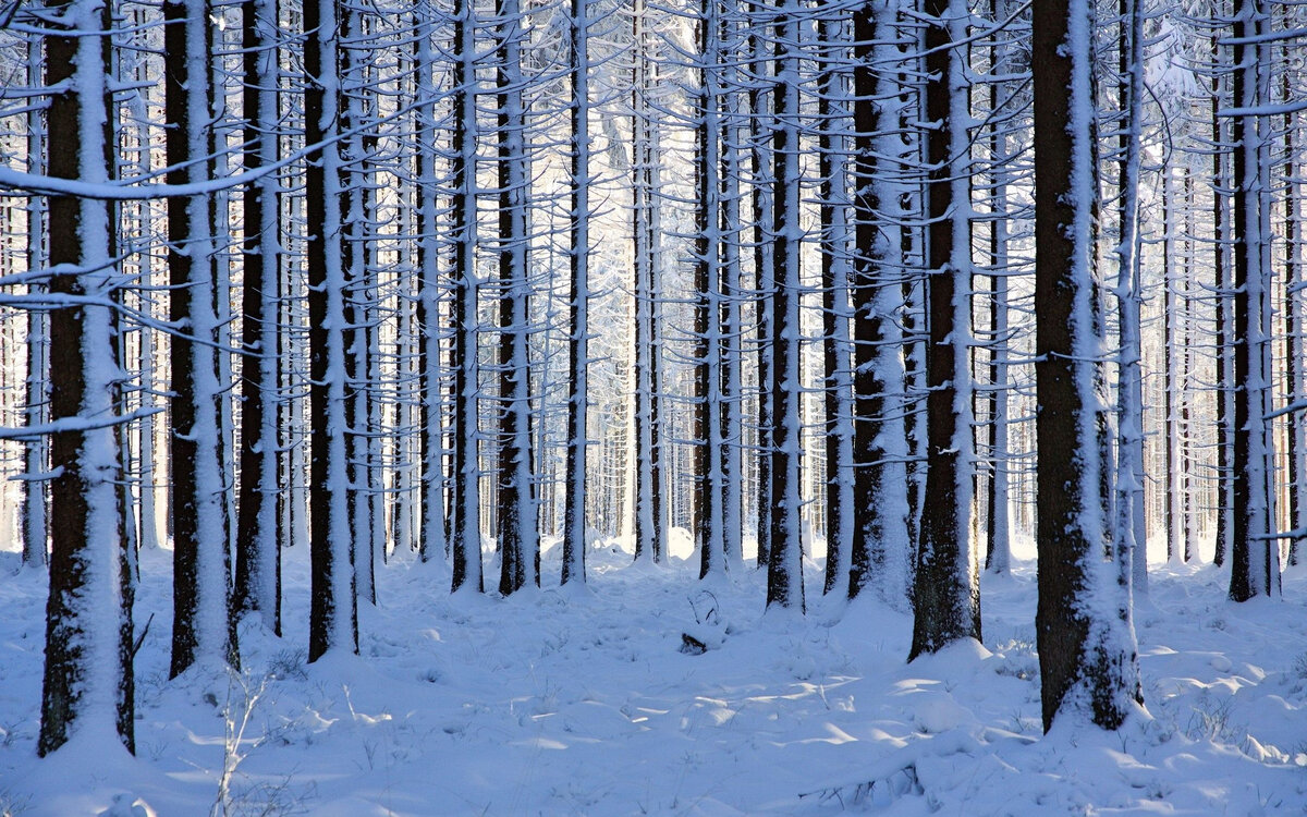 фото из интернета