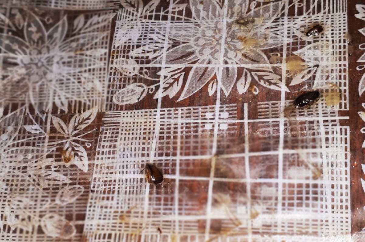    Жители Новосибирска заявили о нашествии тараканов в квартирах