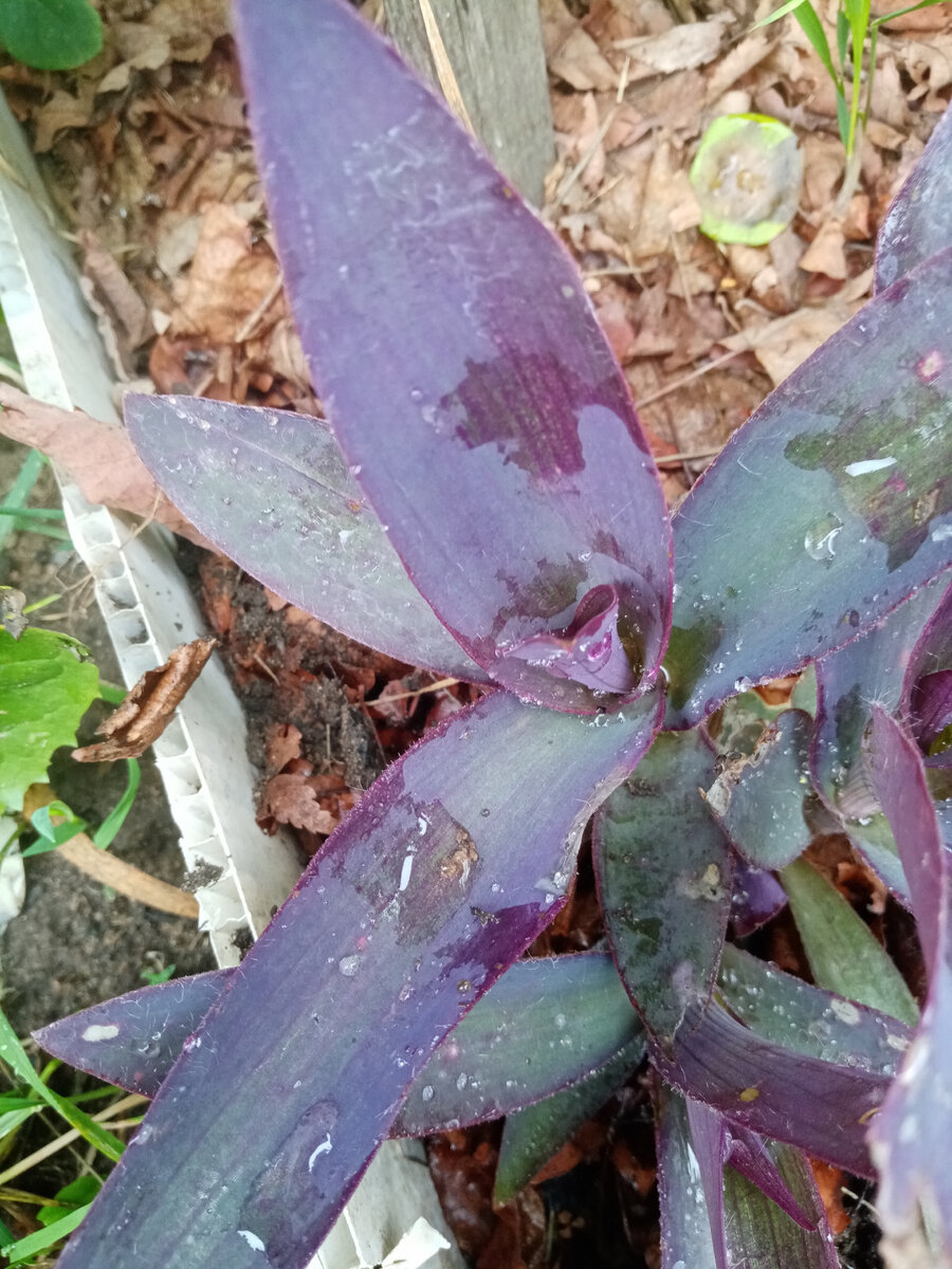 Сеткреазия довольно бодро выбросила новые побеги 