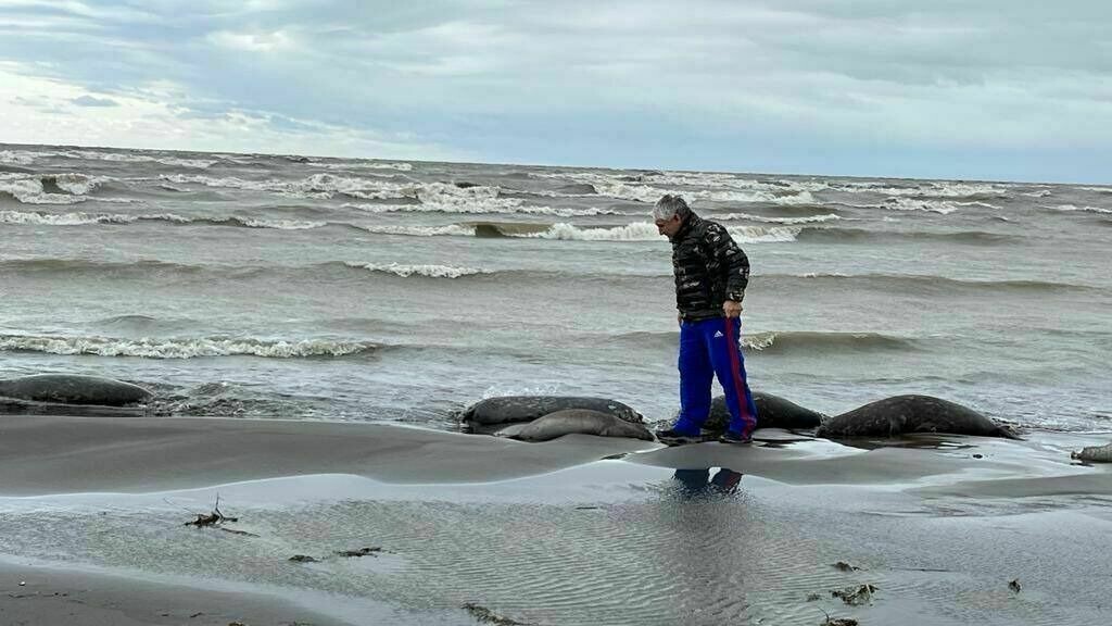     Туши животных находят не только в Дагестане, сообщил генеральный директор Каспийского природоохранного центра Заур Гапизов.