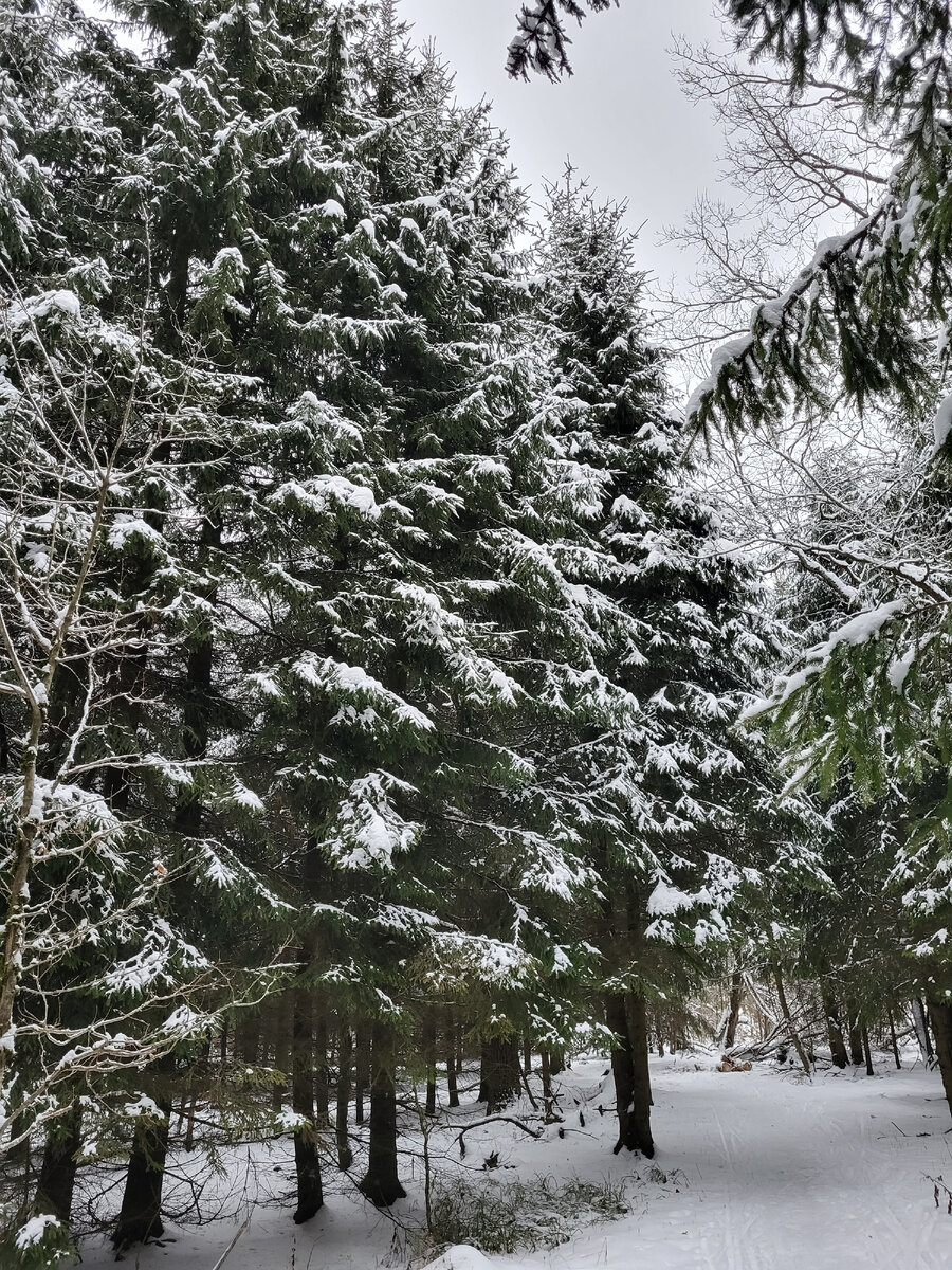 Лес. Снег. И тишина.