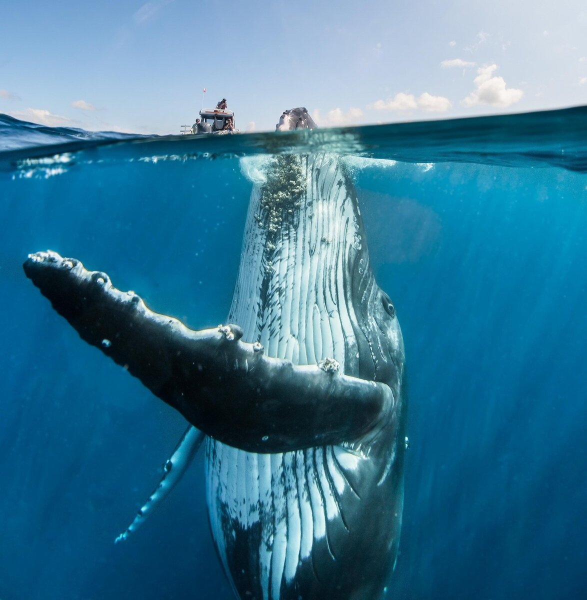 Синий кит, самое крупное живое существо на планете, большую часть времени находится под водой. Эти гигантов вроде бы не должно заботить то, что происходит над поверхностью океана.-2