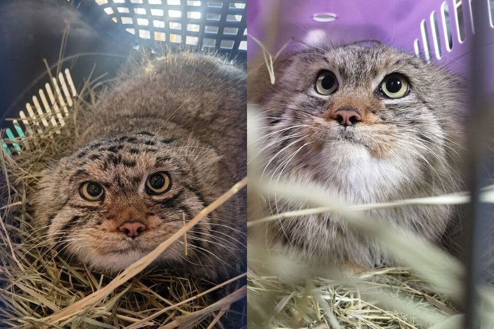     Двухгодовалые самец по кличке Чип и самка по кличке Пэпэ будут переехали в Барнаул. Фото: Барнаульский зоопарк "Лесная сказка"