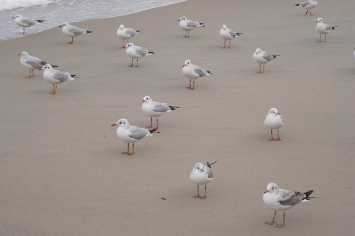    Специалисты выясняют причину массовой гибели чаек на Кубани
