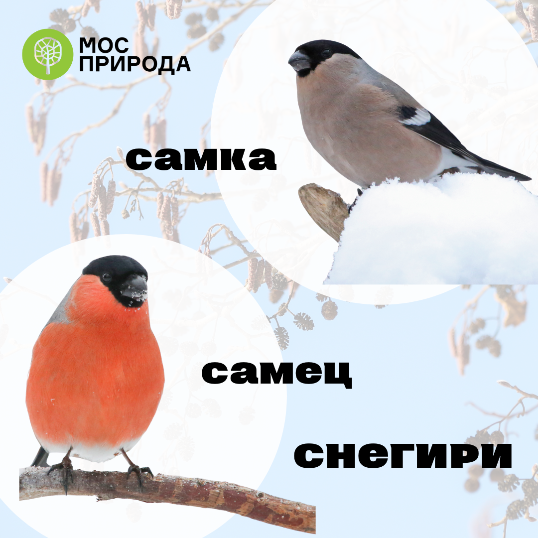 Снегирь самец. Снегирь самка. Снегирь самка и самец. День снегиря.