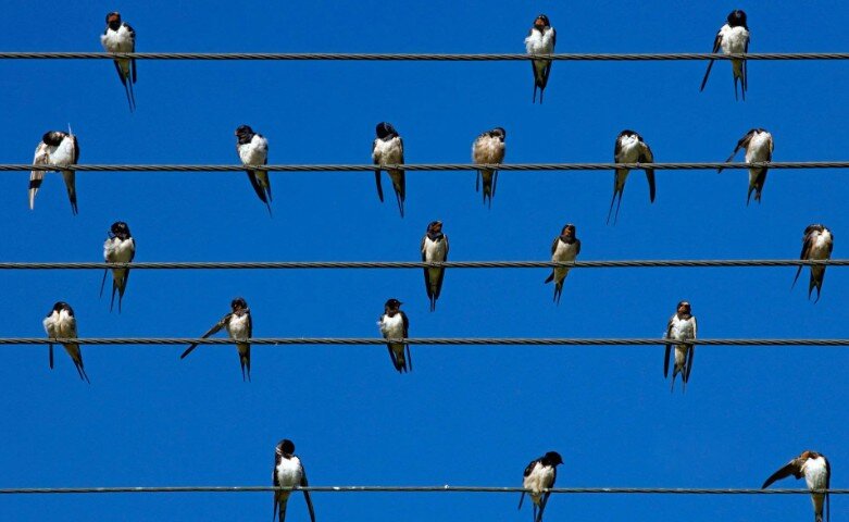 Почему птиц не убивает током, когда они сидят на проводах?