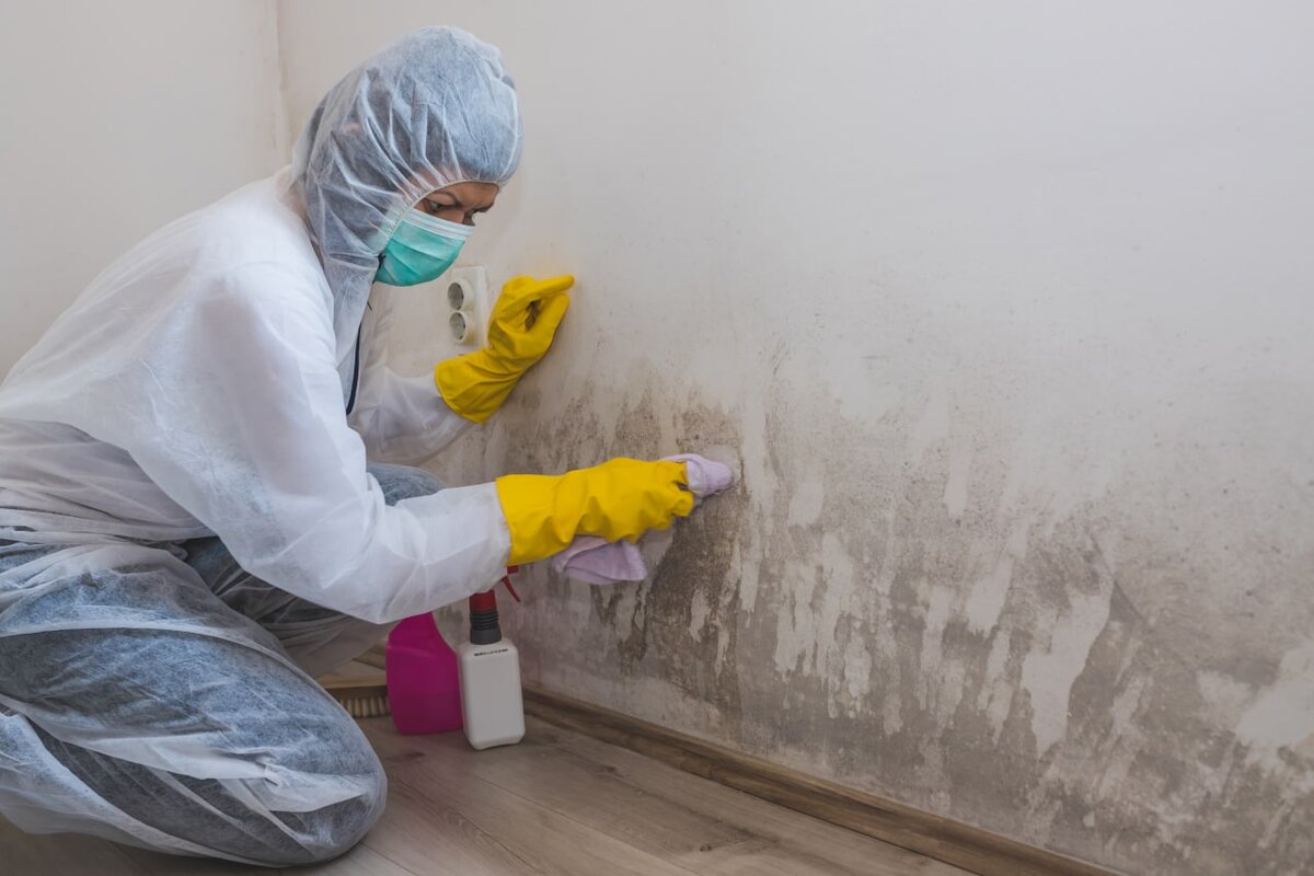 Mold Remover до и после