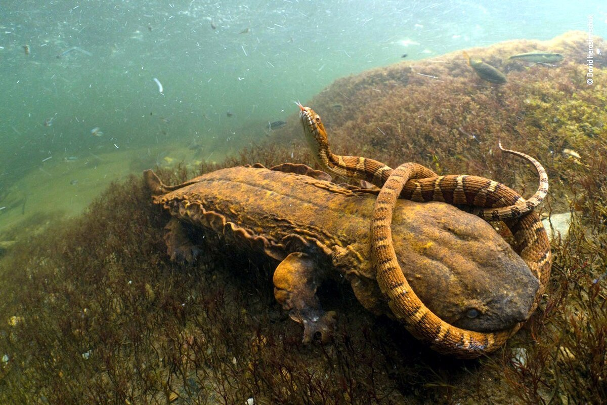 Аллеганский скрытожаберник: Крупная хищная саламандра диких водоёмов США.  По-настоящему хтоническое чудище | Книга животных | Дзен