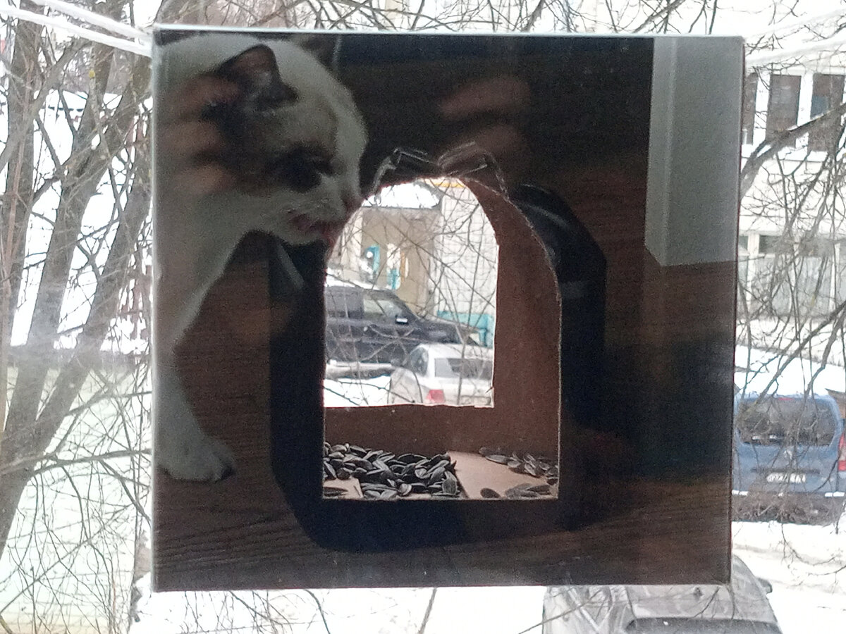 Столовая для мелких пернатых. Для крупных насыпана пшеница на "огороде".