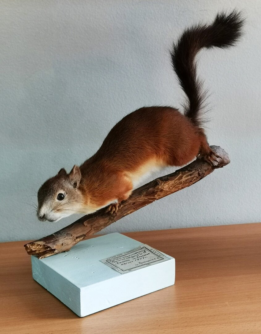 Белка обыкновенная Sciurus vulgaris (Прохоров Е.В., 1977г.)
