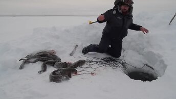 Немного рыбалки для души и проверка перемёта на Енисее.