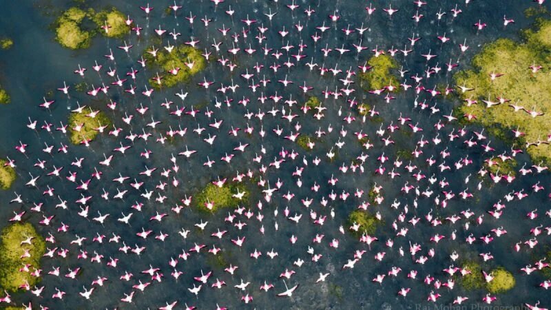 (Courtesy of Raj Mohan)