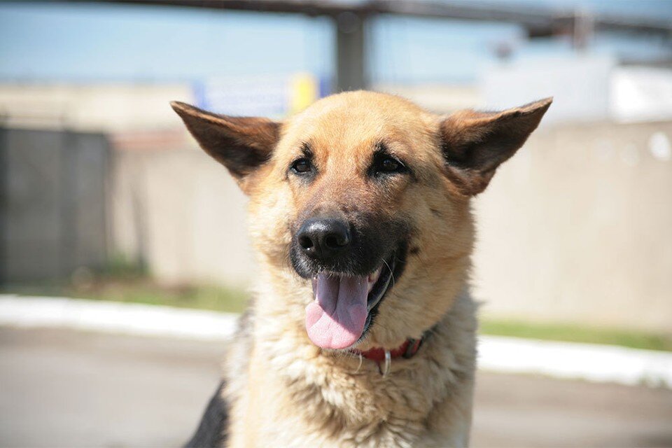     Фото: архив КП