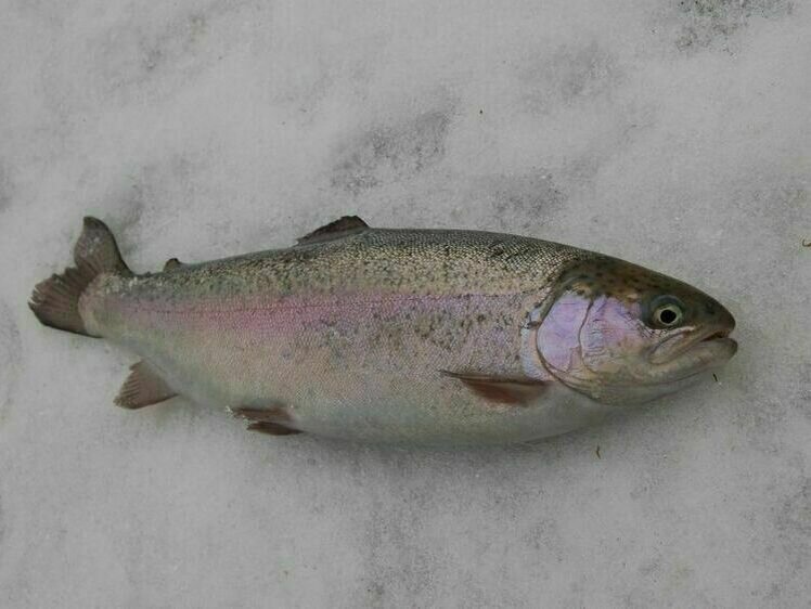     Фото: Яншевского Андрея.