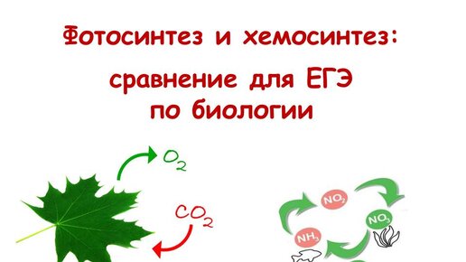 Хемосинтез егэ биология