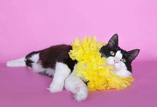 DSM IW RW SGPR ICU Samuray Sakhalinskiy of Russicats