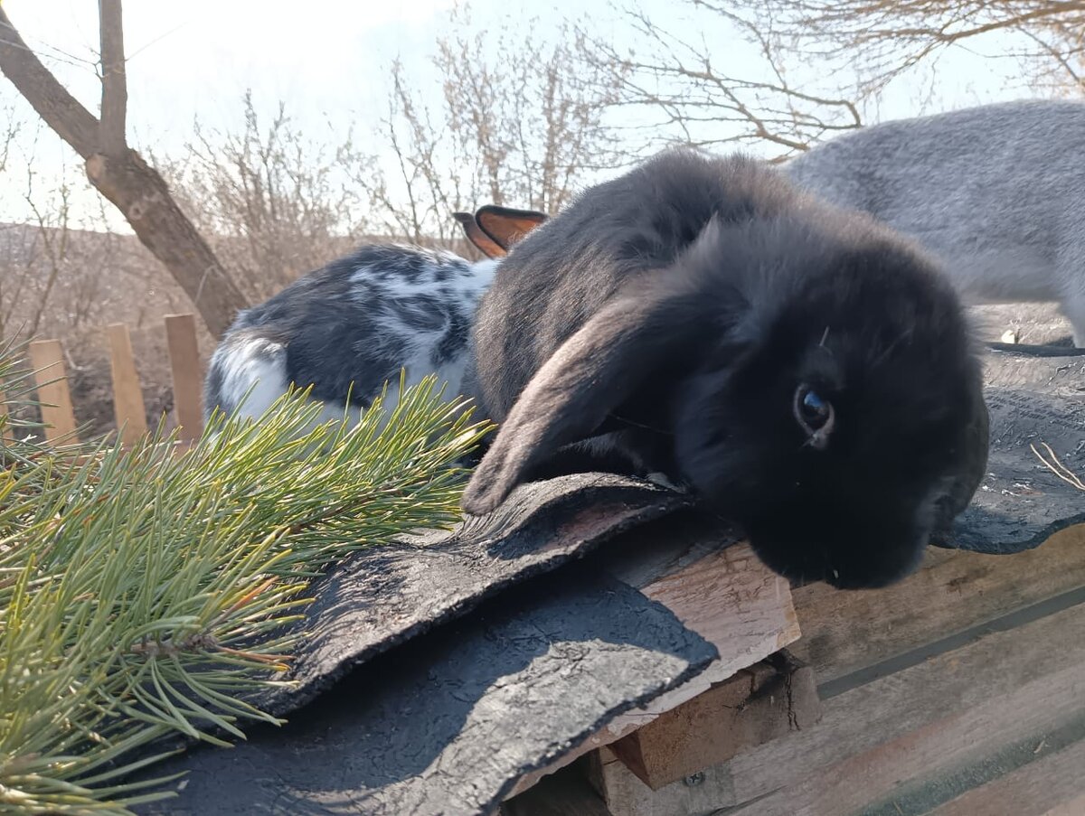 Ночка и Ватрушка - верхолазы!