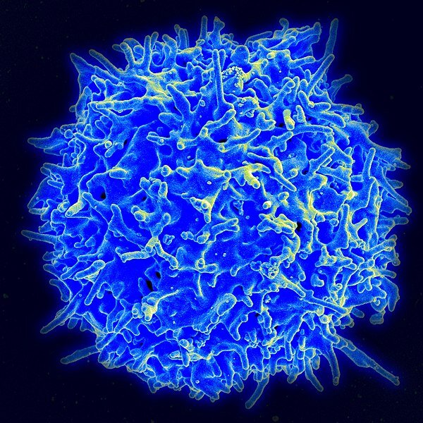 A human T lymphocyte (also called a T cell). Источник: Wikimedia Commons/NIAID Flickr's photostream