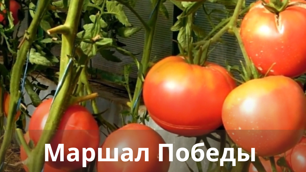 Томат победа описание сорта фото отзывы - SadPhoto.ru