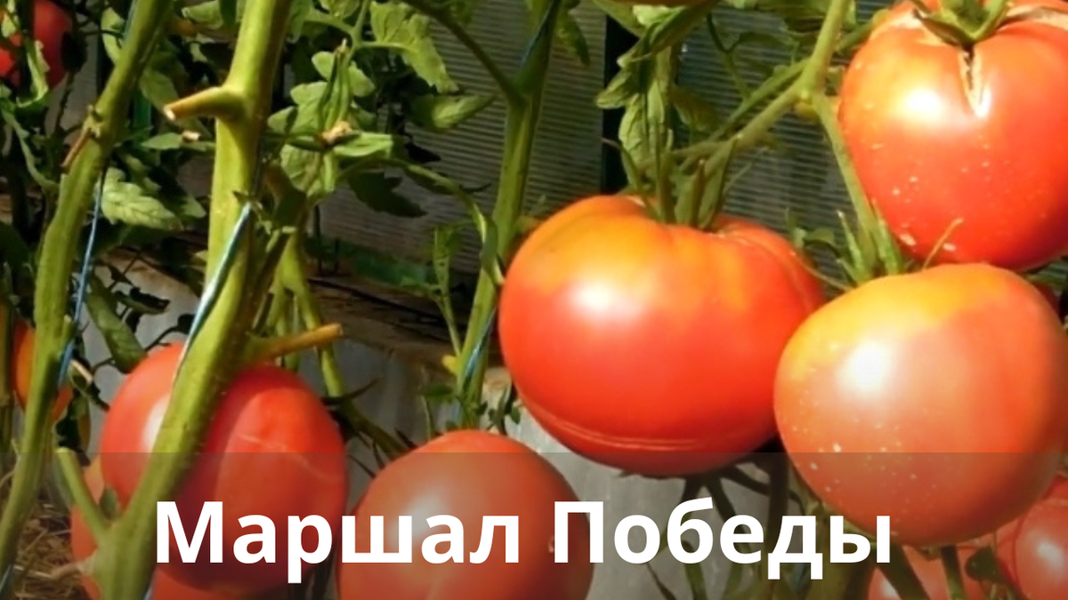 Помидоры победа описание сорта. Томат Женечка. Томат Маршал победа. Сорт помидор Женечка. Помидор Амур f1.