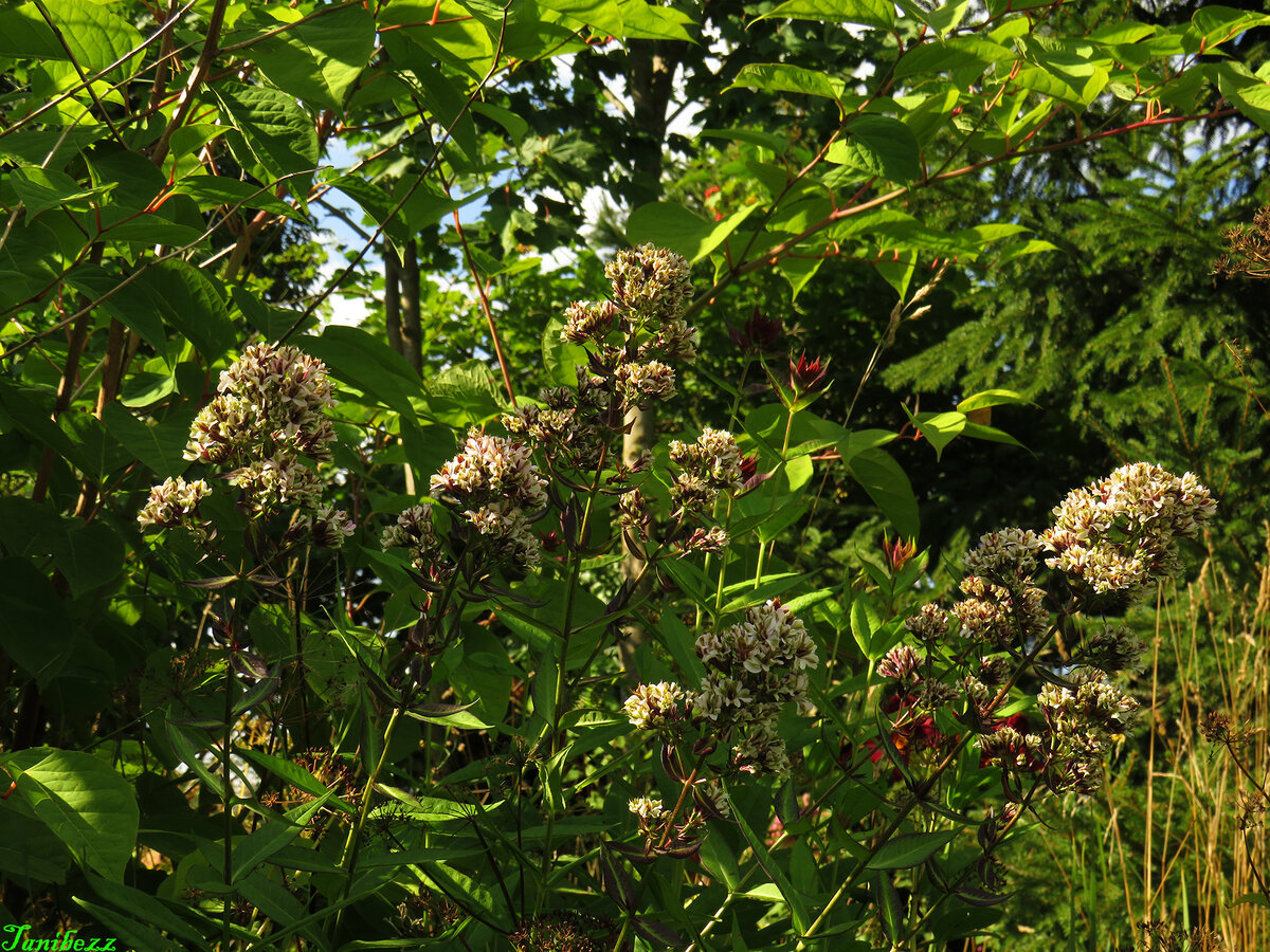 15 августа 2021 года в Саду