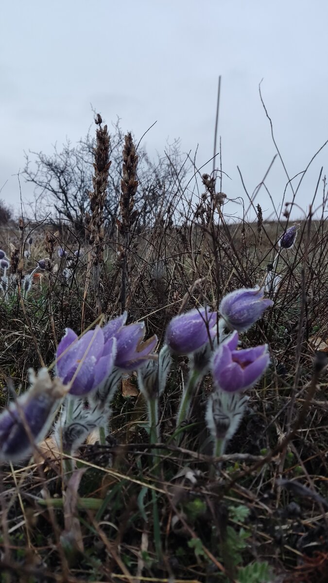 Сон-трава в Крыму 