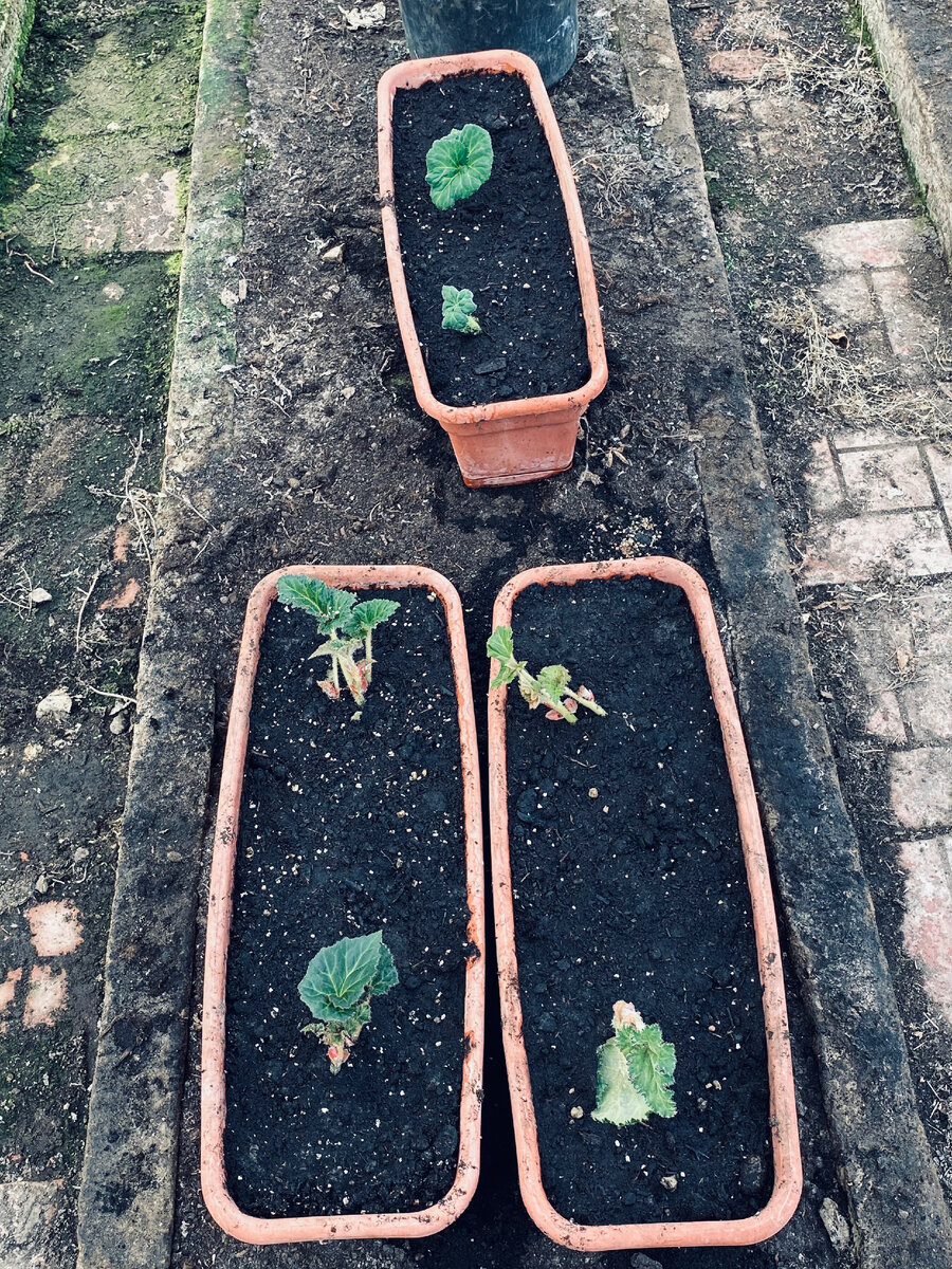 Вот так выглядит моя бегония сейчас. Везде фото автора.