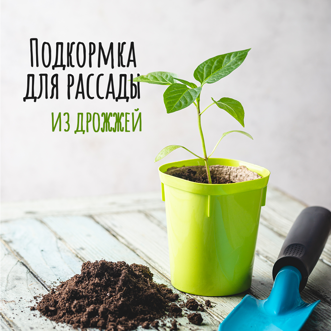 Подкормка рассады дрожжами. Дрожжи для рассады. Пропорции дрожжи для полива растений. Soil microflora. Как подкормить рассаду дрожжами сухими