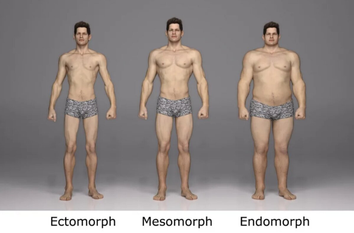 Эктоморф мезоморф и эндоморф