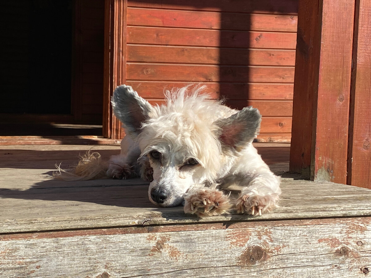 Фиона загорает на солнышке 