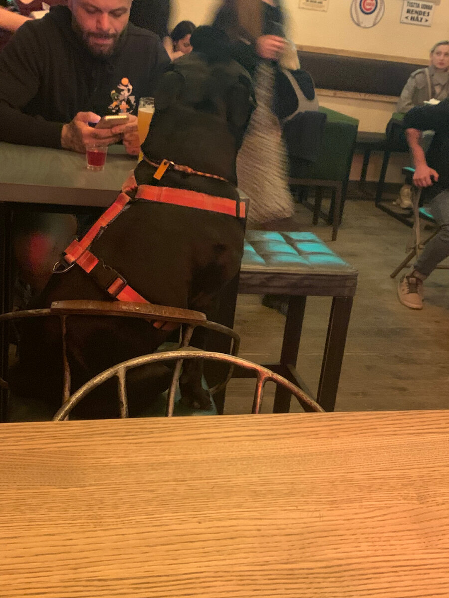 Малыш питбуль с хозяином в баре Широкую на широкую