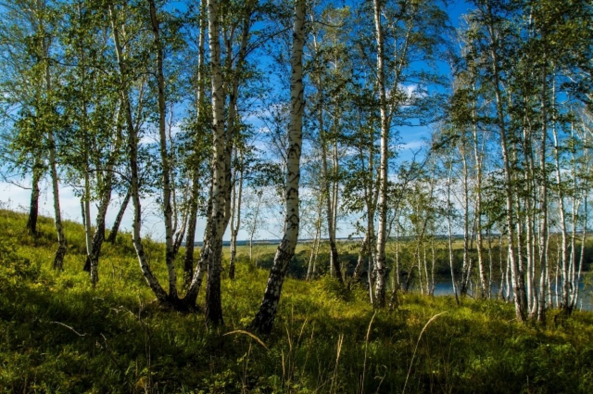    В Омской области продлили ограничение на посещение лесов