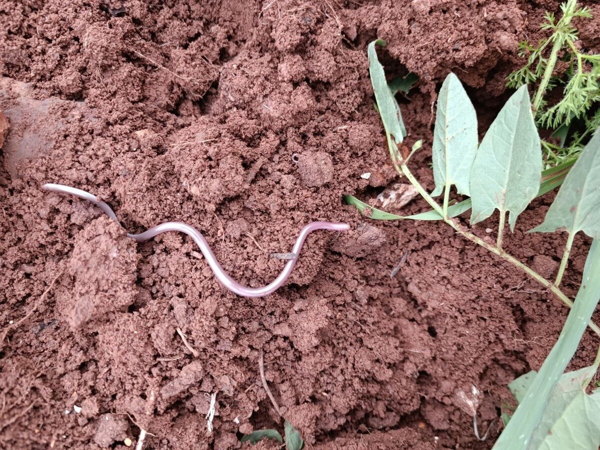 — Так, а вы уверены, что вставили сюда фото слепозмейки, а не дождевого червяка?
— Нет...