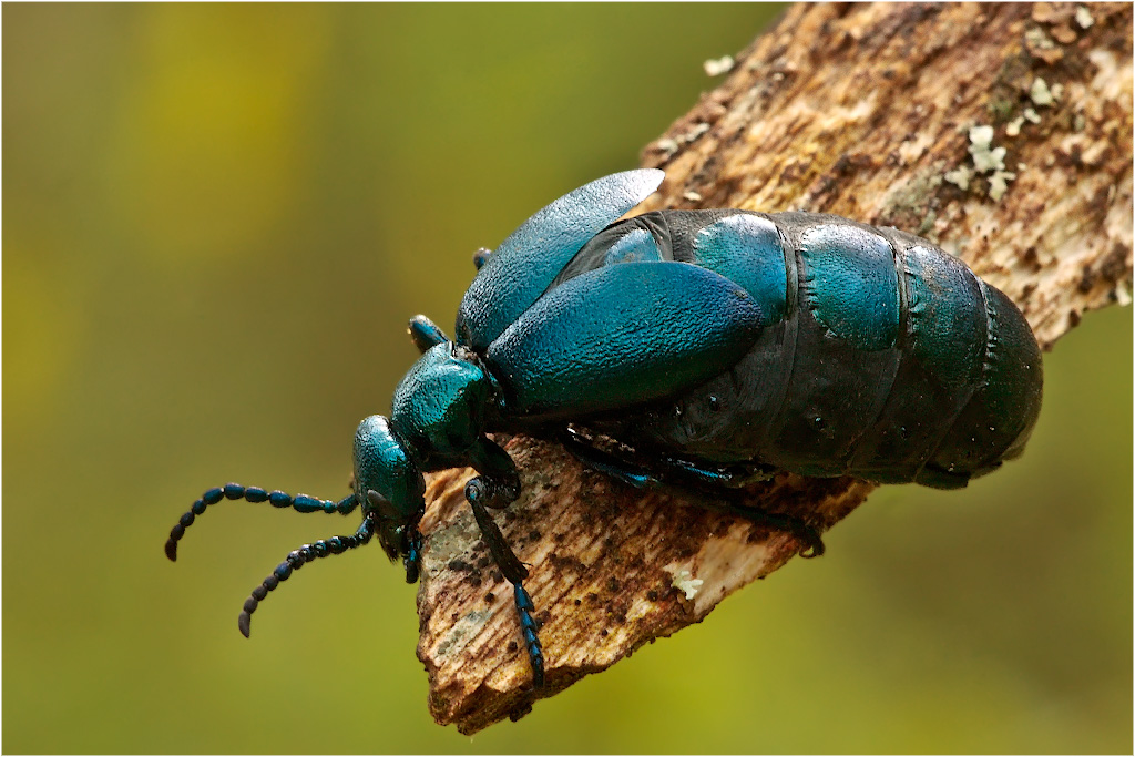 Жук  Meloe violaceus. Meloe proscarabaeus Жук. Голубой Жук нарывник. Жук нарывник майка. Жуки б буду