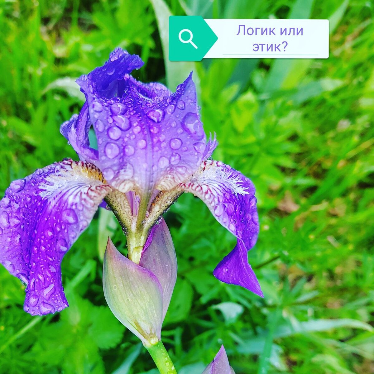  Логик или этик? Фото с дачи