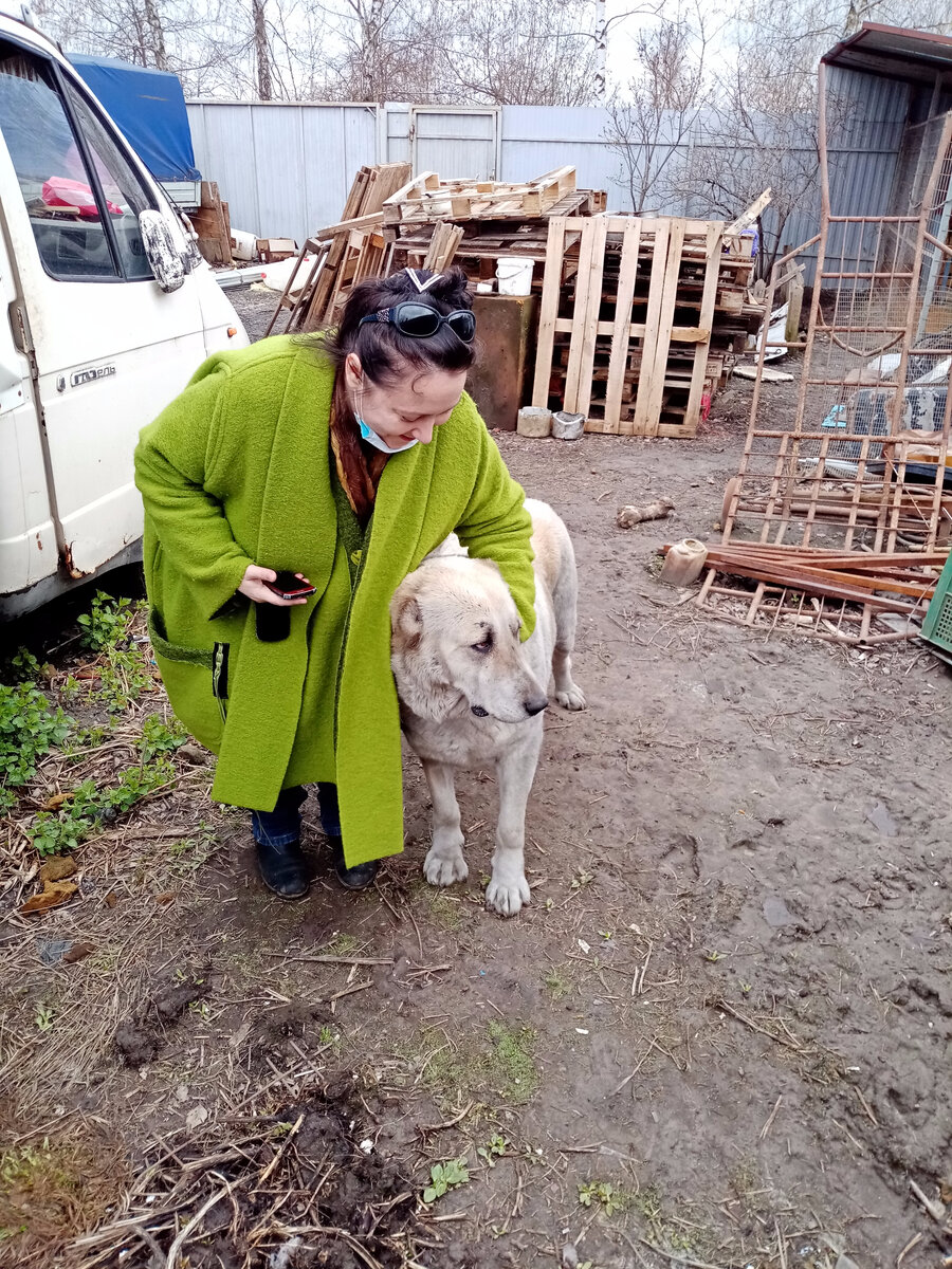 Арчи. Приют Надежда. Фото из личного архива