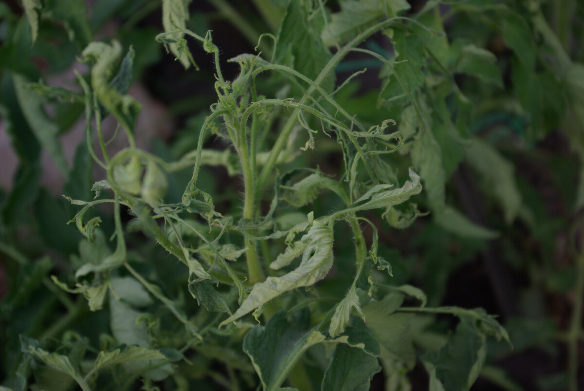 АСПЕРЕМИЯ У ТОМАТА. 