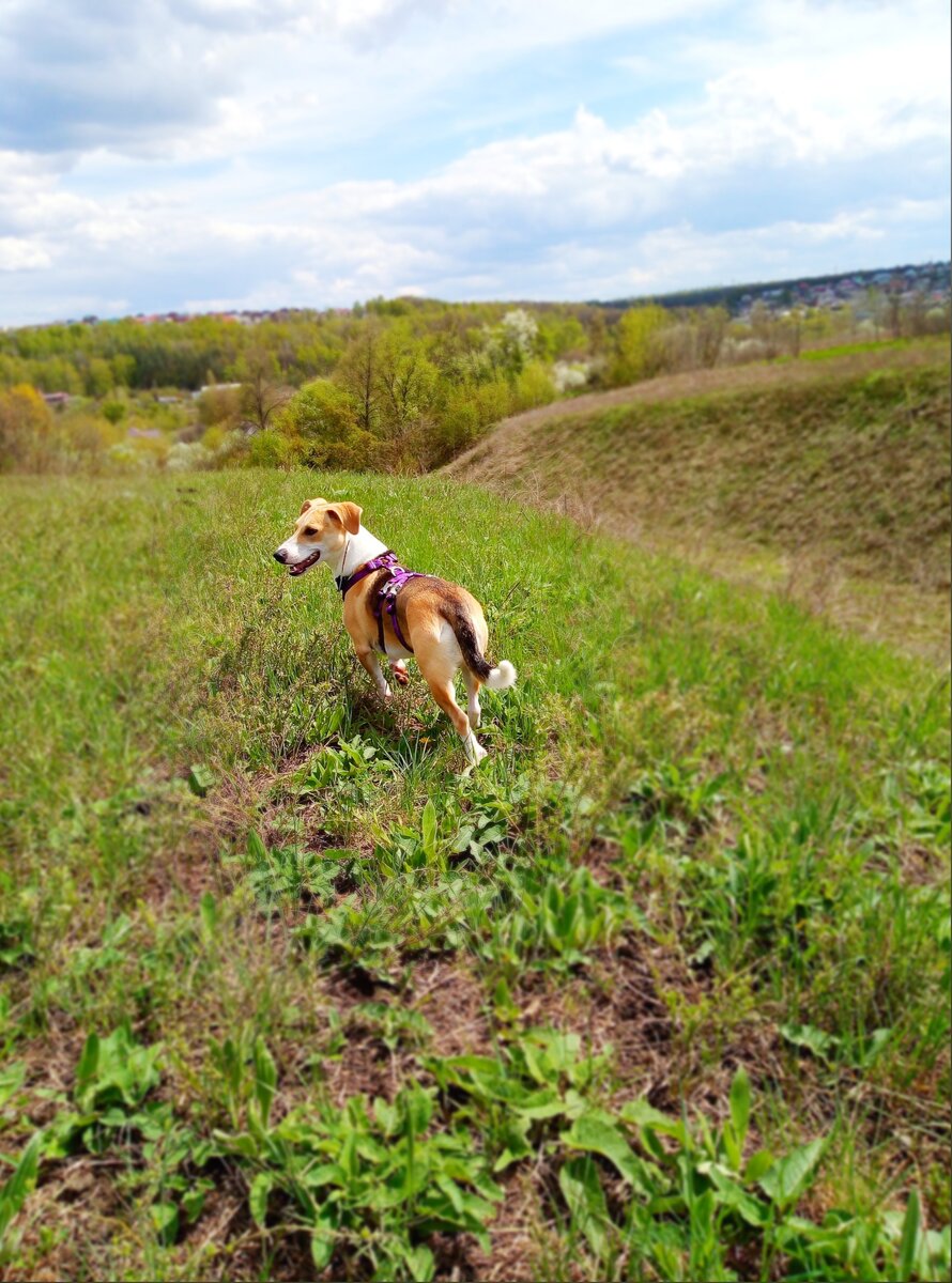 Ладья не любит обниматься, но очень любить гулять близ оврага