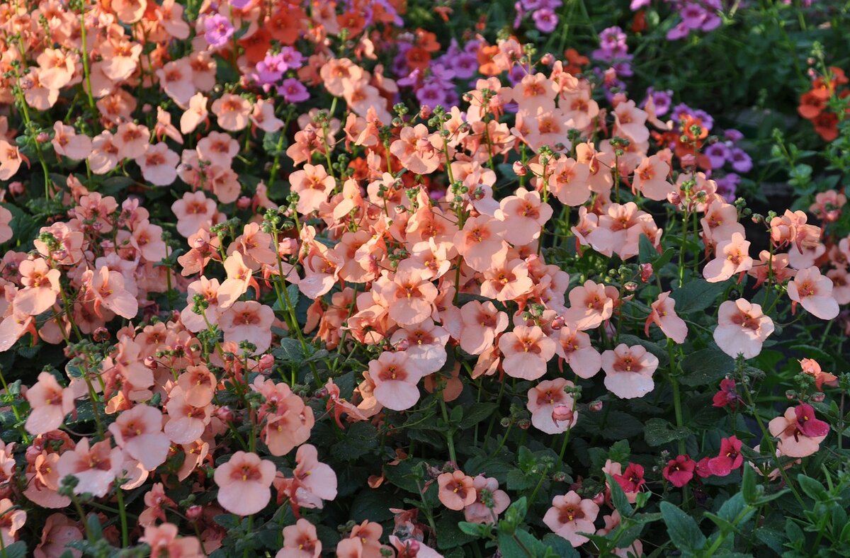 Диасция Diascia Darla Rose