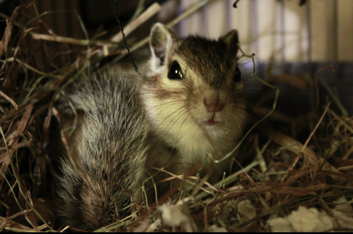 Наш любимый хвостик Мармелад🤍