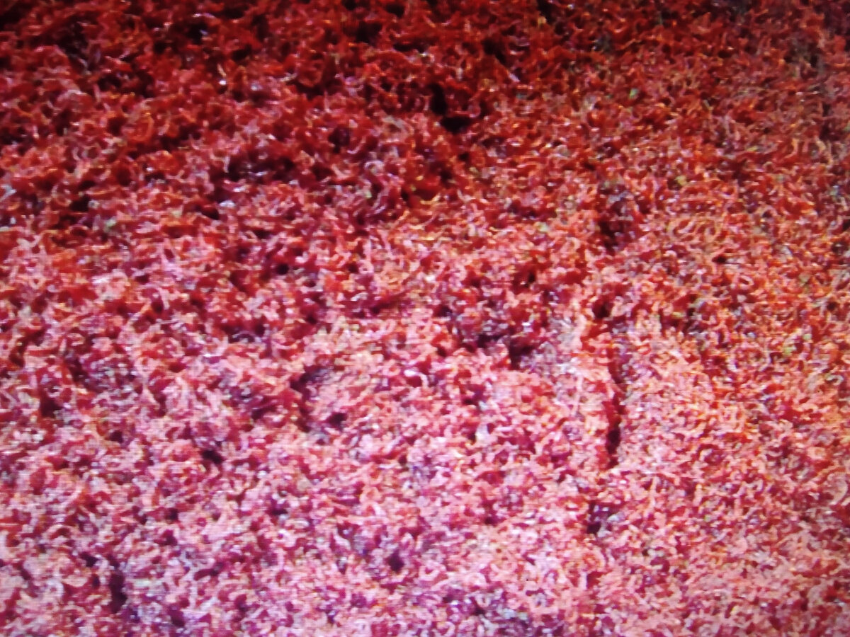 Мелкий мотыль