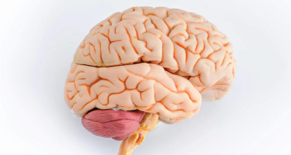 5 см мозга. Головной мозг. Резиновый мозг.