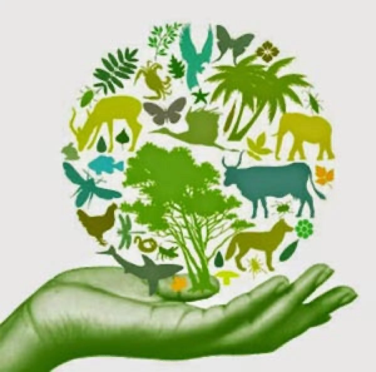 Eco animal. Сохранение биоразнообразия. Биологическое разнообразие. Биоразнообразие это в экологии. Охрана биоразнообразия.