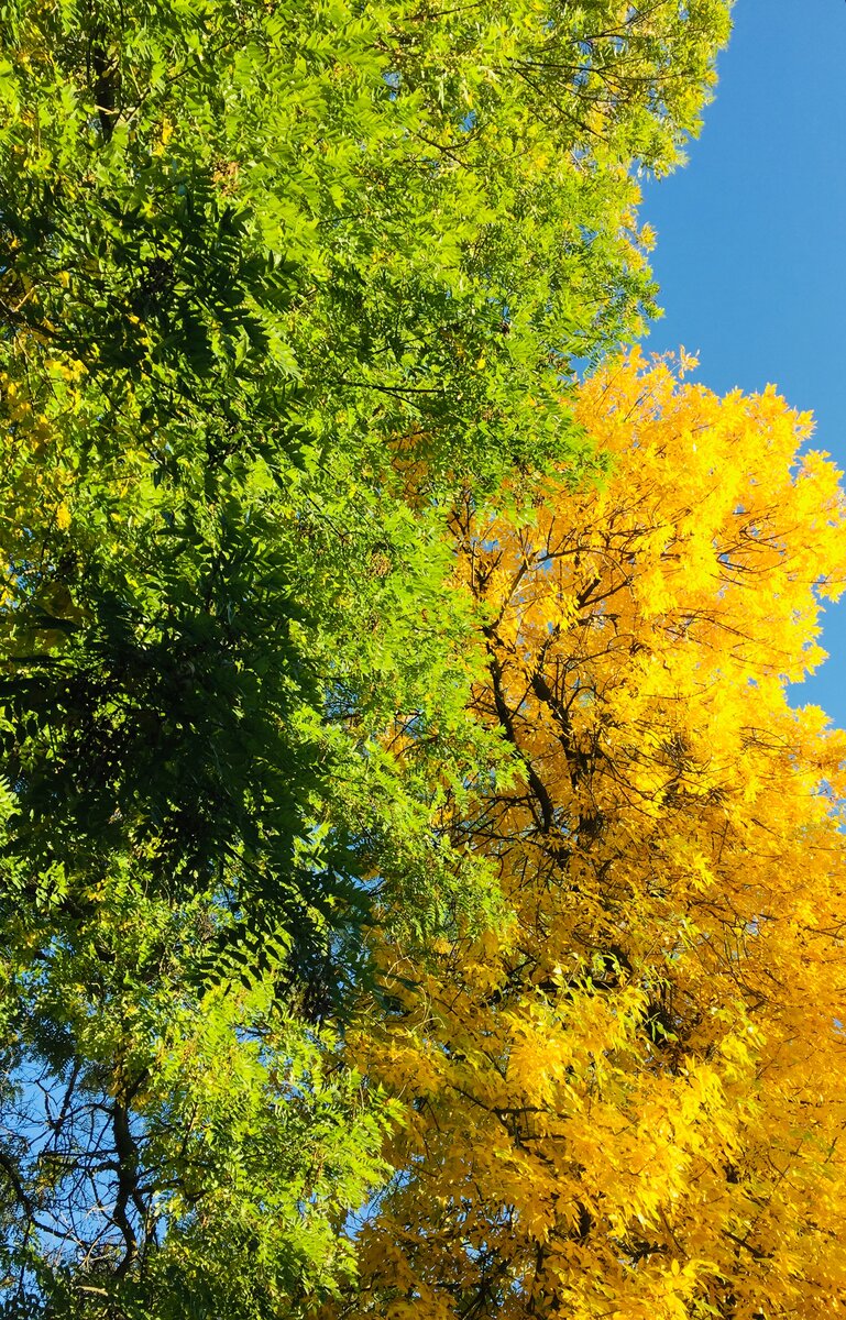 Осень...скоро...