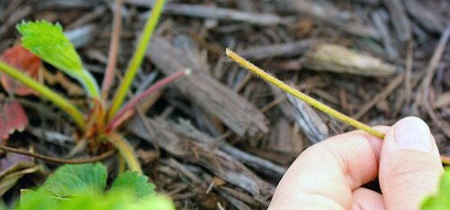 
У кустов, с которых вы хотите собирать ягоды, все усы подлежат удалению. Компромисса в этом вопросе нет. Каждый ус оттягивает на себя огромное количество питательных веществ, поэтому когда про усы забывают, ягоды становятся мельче, теряют сладость, становятся водянистыми и плохо хранятся.
Поэтом в период цветения, когда усы начинают расти не по дням, а по часам, вооружаемся плоскорезами или ножницами и на грядки. Позвольте, спросите вы, а как же тогда размножать клубнику, если мы не позволим развиваться усам? А об этом мы уже говорили в статье про правильное размножение клубники усами.