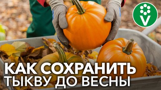 КАК СОХРАНИТЬ ТЫКВУ ДО ВЕСНЫ? Раскрываем секреты длительного хранения тыквы в домашних условиях